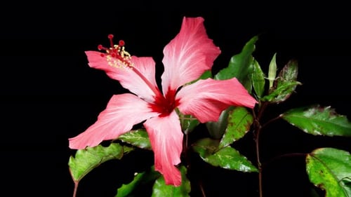 Pink Hibiscus Opens Big Flower in Time Lapse on a Green Variegated Leaves. Blooming Red Plant