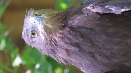 The Stone Eagle is a Species of Bird of Prey of the Hawk Family Vertical Video