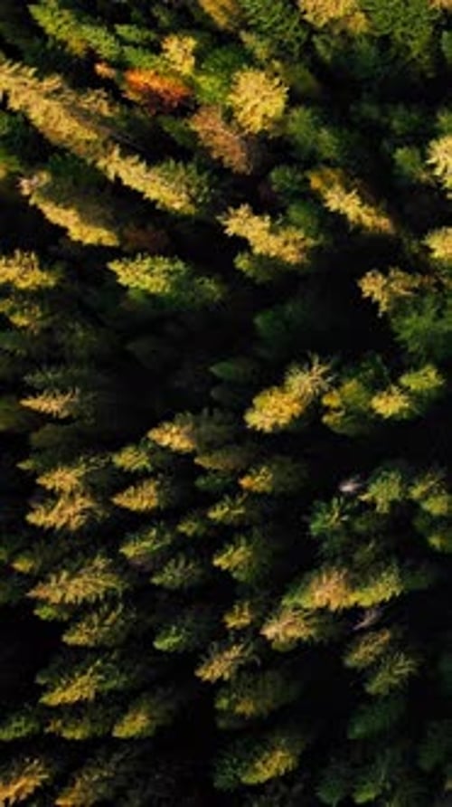 Flight above green pine tree tops in mountains at autumn. Vertical video