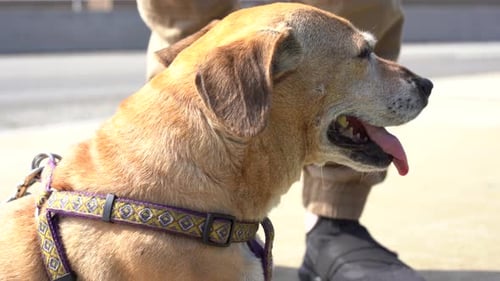 Dog with Harness Outdoors in the City