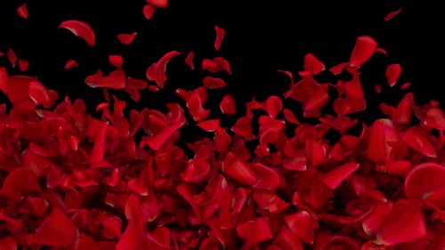 Red Rose Petals Upwards Flow Transition