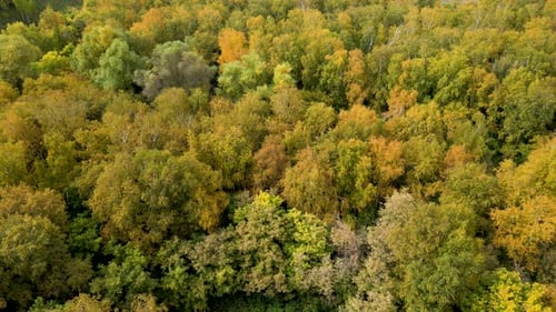 Birch Yellowgreen Forest From a Bird'seye View Beautiful Autumn Landscape of Wild Nature