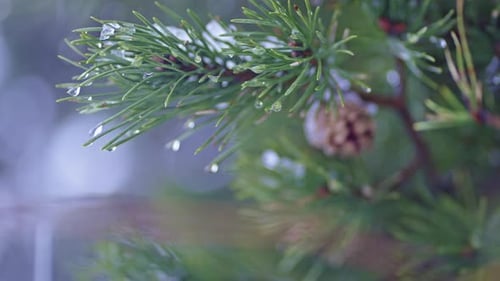 Raindrops glisten on a pine branch, creating a serene and calming forest atmosphere