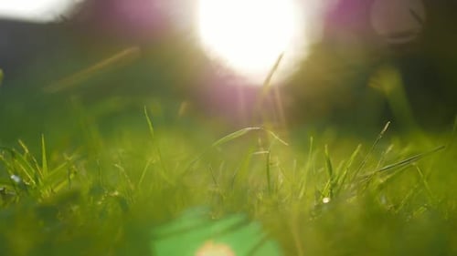 Bright Green Grass Lit by Sunlight, Close Up