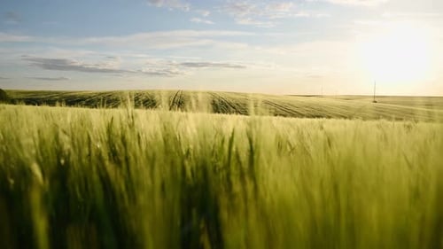 Focused close up view of growing green wheat on agricultural field.