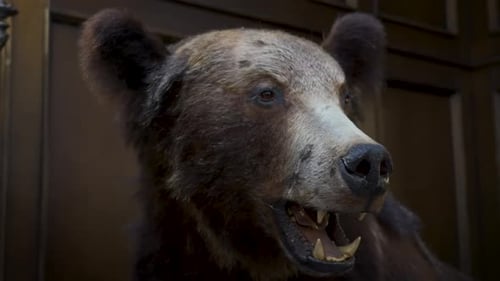 Detailed Close Up of Taxidermied Bear Head