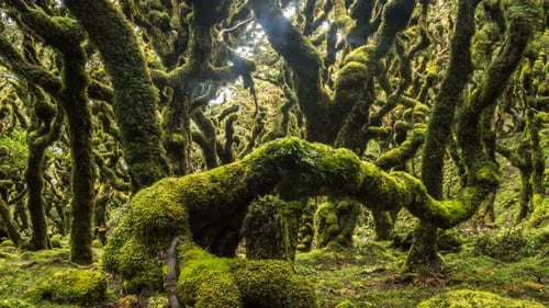 Eerie Moss Covered Trees in a Dark Mysterious Fairy Tale Forest