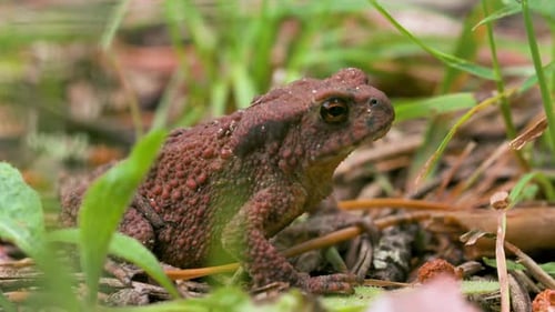 Brown Warty Toad Resting in Green Grass