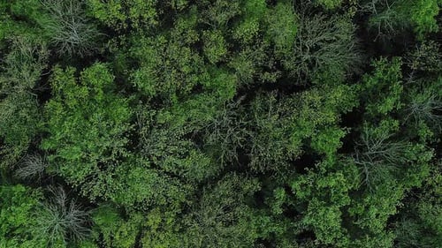 Forest Tops Background Green Trees Crowns