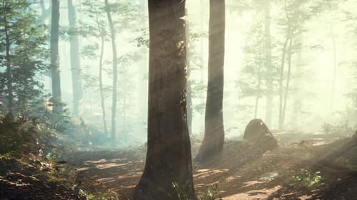 Rays of Sunlight Falling Into a Misty Forest
