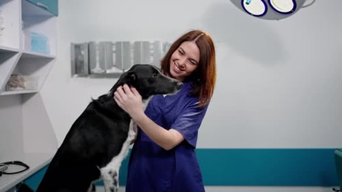 Veterinarian Comforts Dog in Exam Room