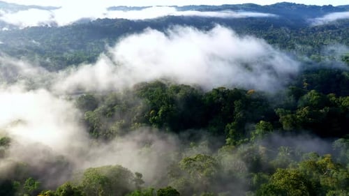 Nature background: aerial view of a tropical forest canopy covered in fog