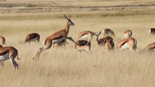 Springbok Antelope Herd, Etosha National Park