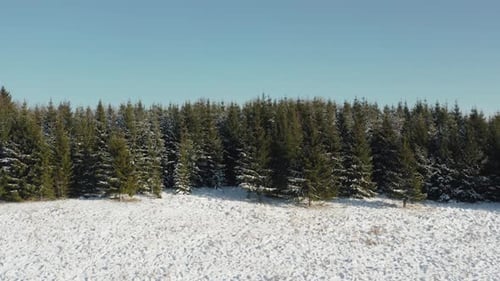 Pine tree forest edge in a snowy Winter day. Aerial drone shot flying sideways of evergreen forest.
