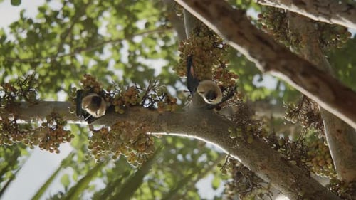Dos murciélagos colgados de un árbol boca abajo y mirando a la cámara, en una higuera en Comoras