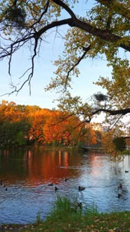 Wild Ducks Swimming in Autumn Park in Lake Fall Nature Vertical