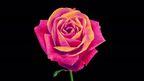 Pink Rose with Yellow Edges on Petals Plant Blooming Flower in Time Lapse on a Black Background
