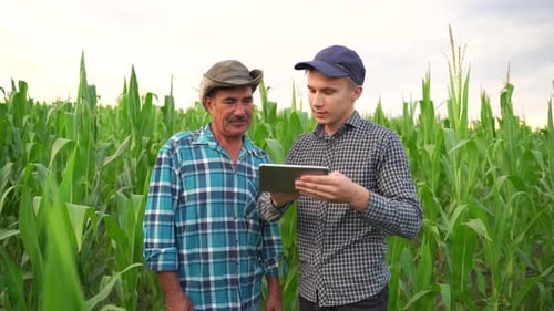Two Farmer Standing in a Wheat Field and Looking at Tablet