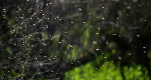 Mosquitoes against a dark background, the Camargue, Southern France
