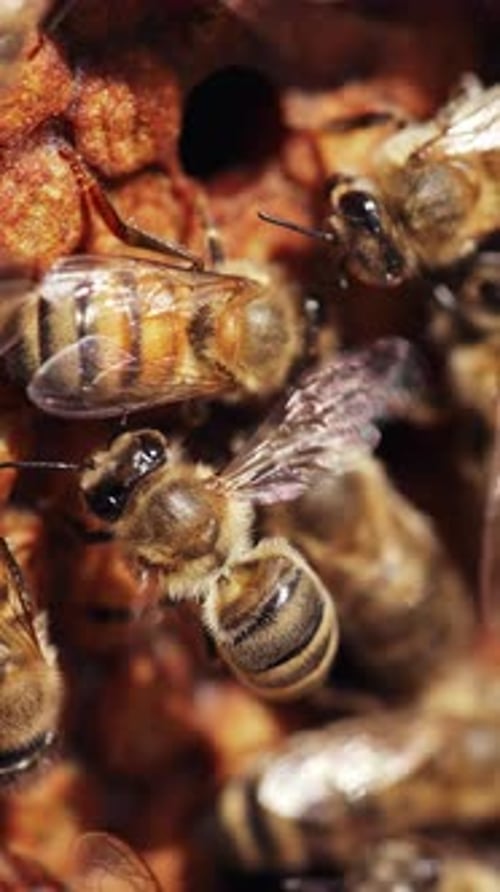 Busy bees working fluttering wings on a honeycomb. Bees packing honeycomb full of organic honey.