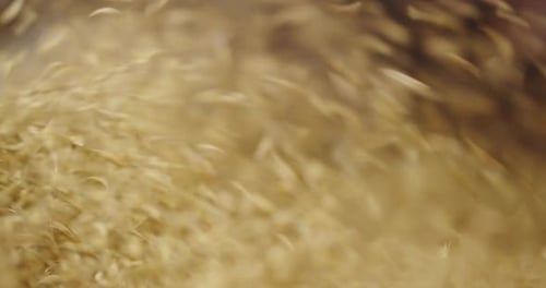 Close Up of Harvesting Grain Wheat