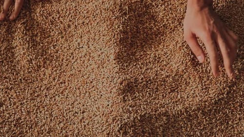 Hands Moving Through Grain From Above