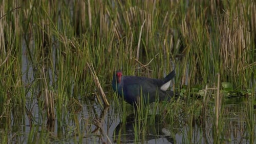 Gray-headed Swamphen