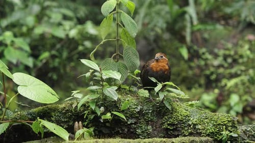 Two Chestnut Wood Quails Odontophorus hyperythrus on rock surrounded by vegetation in Colombia