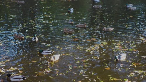 Un troupeau de colverts nage parmi les feuilles tombées en automne dans l'eau d'un étang pittoresque.