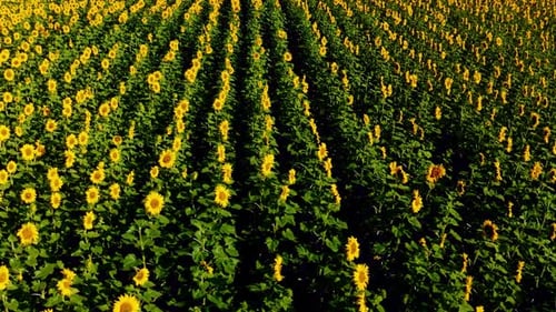 A Vibrant Sunflower Field in Full Bloom During Summer Showcasing Bright Yellow Flowers