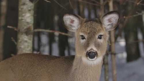 whitetail deer looking around winter forest