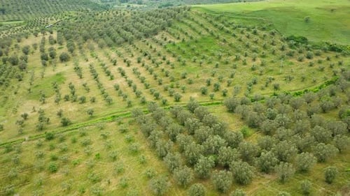 Olive Trees for the Production of Olive Oil