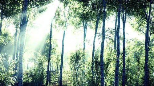 Panorama of Birch Forest with Sunlight