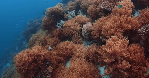 Scenic Colorful View of Underwater Life with Coral Reefs in Blue Ocean