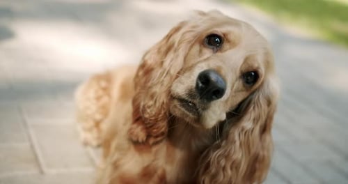 English Cocker Spaniel Rests Outdoors