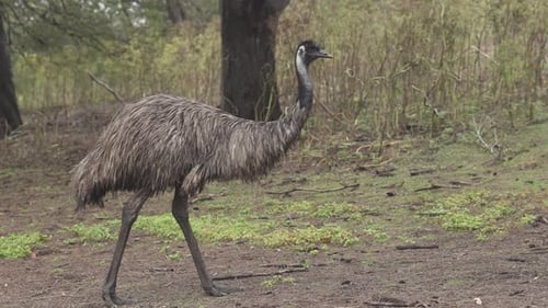 4K30 Emu Bird Walking and Searching for Food in the Australian Outback