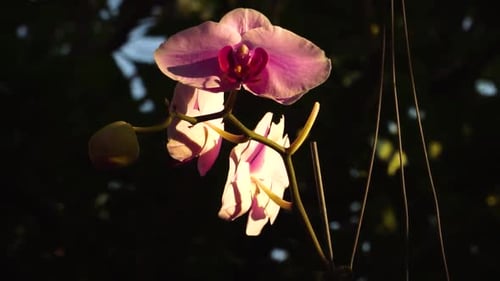 Delicate pink orchid flowers flutter in wind, elegant blossoms in outdoor garden