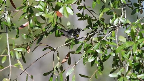 Yellow-rumped warbler perched on a tree branch heavily shaded by thick green leaves