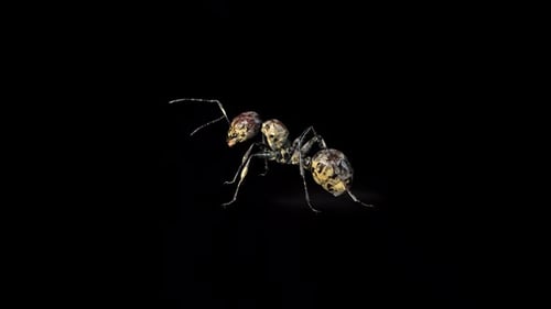Zombie Ant Vorsicht 2