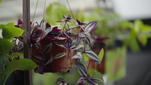 Trailing Variegated Purple and Green Houseplant in a Brown Hanging Pot on a Shaded Patio with Soft