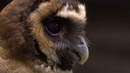 A closeup up view of an owl turning its head in a zoo.