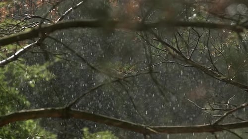 Raindrops in the forest in super slow motion