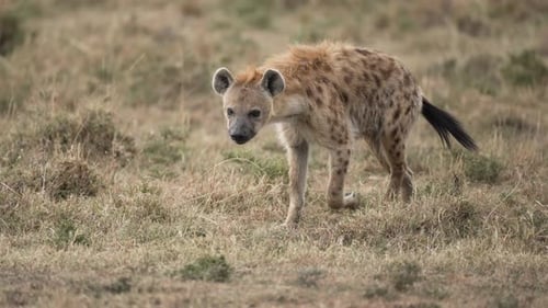 A spotted hyena walks along the African Savannah.