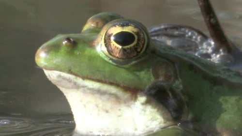 Green Frog Close Up in Water
