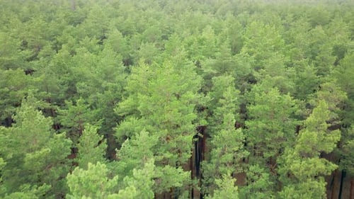 Forest Pine Wood Aerial View Green Tree Landscape Spring Colorful