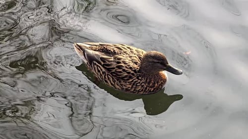 Close up of ducks swimming in water.