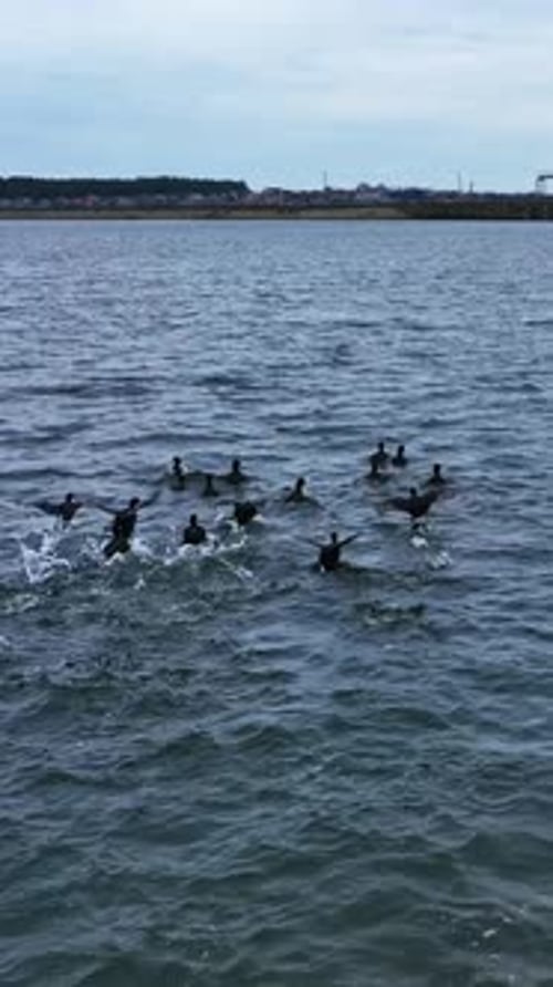 Little flock of black ducks flittering quickly their wings.