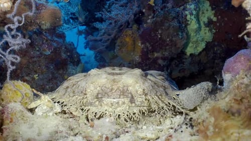 Underwater coral reef with colorful tropical fish and Carpet shark - Wobbegong (Orectolobidae). Beau