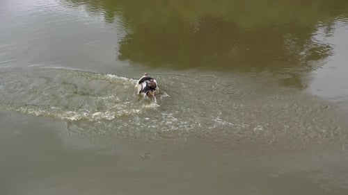 Ägyptische Gans (Alopochen Aegyptiaca) fliegen im Wasser