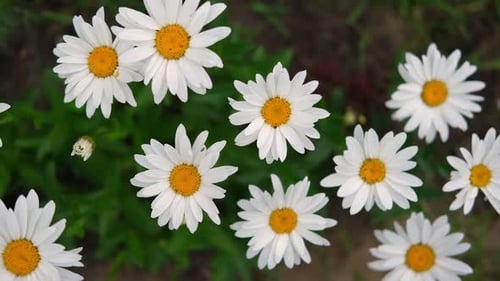 Pharmaceutical Camomile Matricaria Chamomilla Blooming Chamomiles Beautiful Nature Scene with Fresh